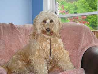 Picture of Australian Labradoodle